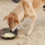 IMG_20231014_132253109
